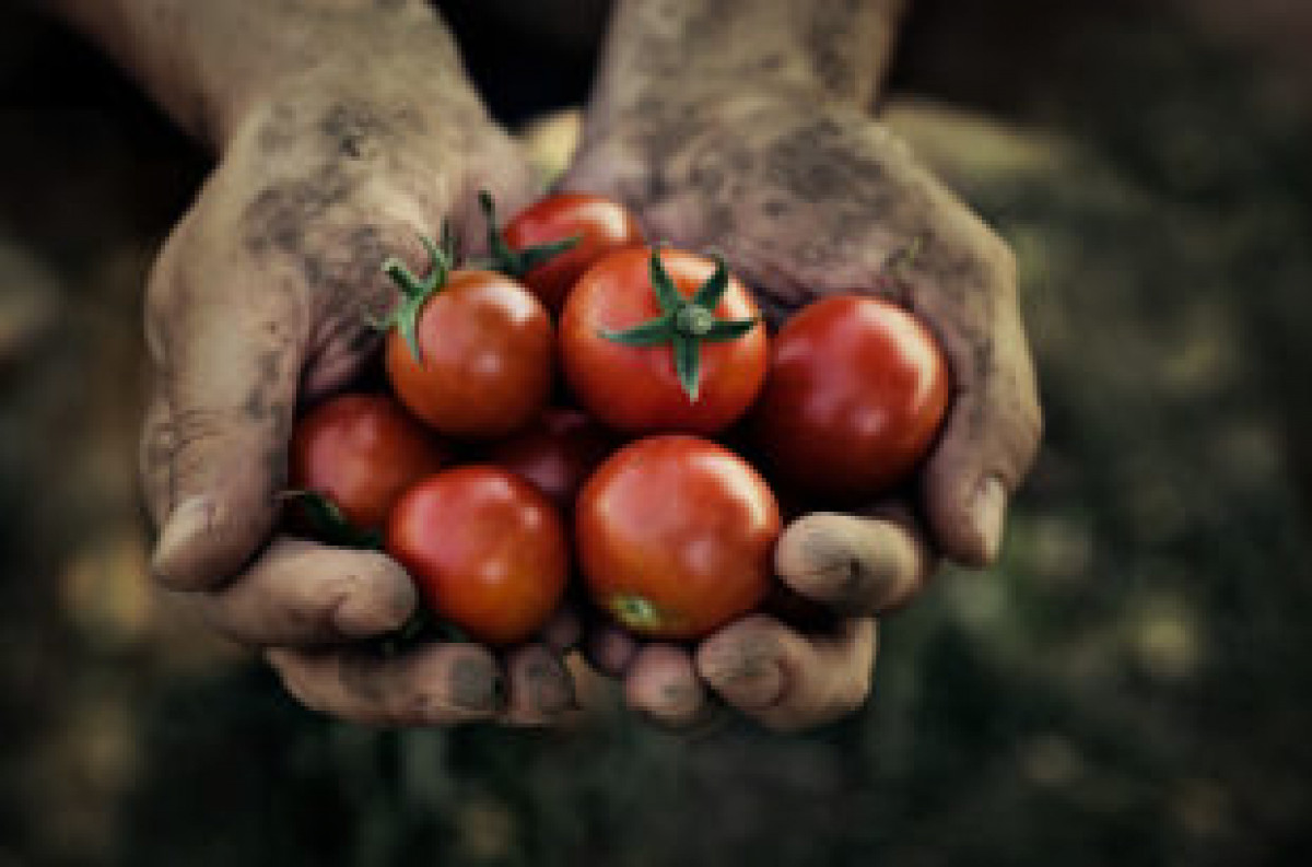 Pomodori tra le mani di un lavoratore 