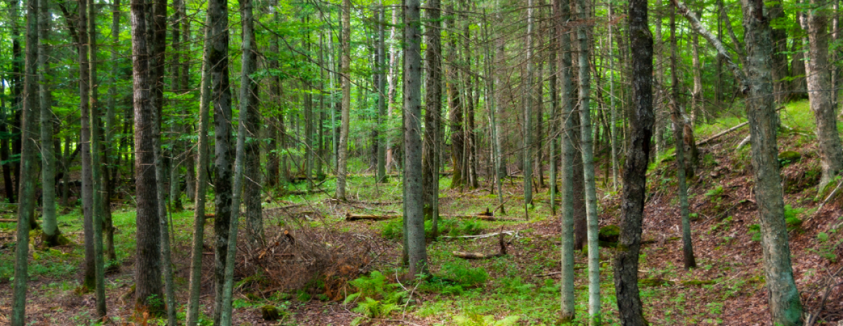 Tronchi di alberi in un bosco