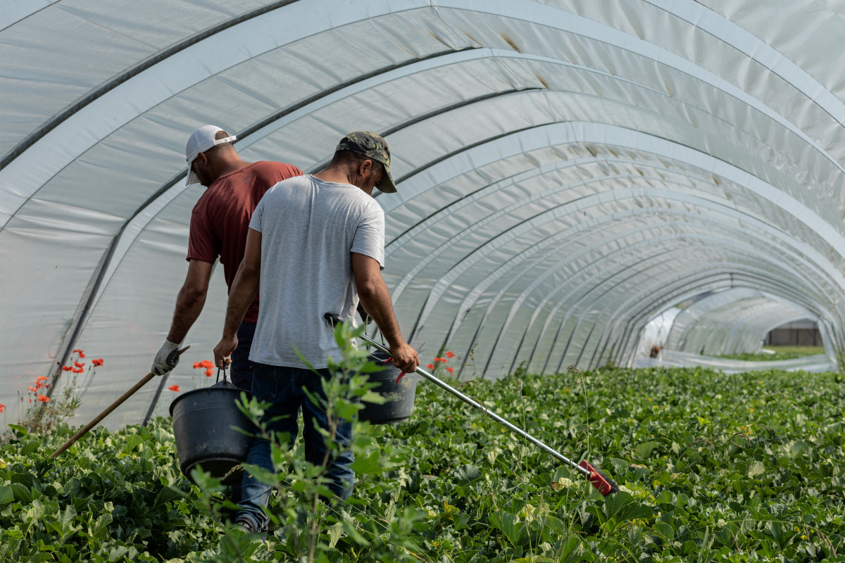 Lavoratori agricoli in una serra a Mantova