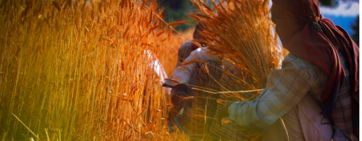 agricoltore lavora il grano