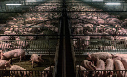 Il caso Lombardia: l’epicentro del modello degli allevamenti intensivi