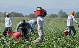 Conoscere il caporalato per combattere lo sfruttamento: dalle origini alla legge 199 del 2016
