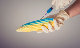 Nuovi OGM: enormi passi indietro dall'Italia e dall'Ue
