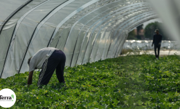 Latina: bracciante forse esposto a pesticidi perde un arto