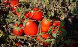Aste al ribasso: Terra! scrive al ministro Lollobrigida
