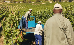 Come si affronta il caldo quando si lavora in agricoltura
