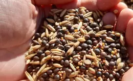 A Lampedusa nutriamo il suolo con il sovescio