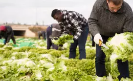 Per cancellare il caporalato bisogna mettere mano a filiere e accoglienza