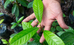 In Colombia è iniziata la 16esima Conferenza delle Nazioni Unite sulla biodiversità