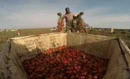 La legge sul caporalato è il primo passo <br> contro la filiera sporca del cibo