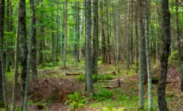 Il Parlamento Ue ha approvato la Nature Restoration Law