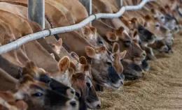 Direttiva Ue emissioni industriali: vincono gli allevamenti intensivi