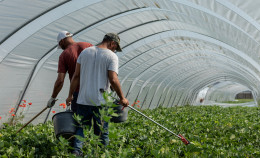 Caporalato in Lombardia: il nuovo report di Terra! accende il dibattito