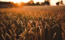 L’accordo europeo sulla Pac aggraverà la crisi climatica