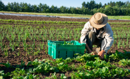 Caporalato in Lombardia: Terra! torna a parlare di sfruttamento del lavoro in agricoltura