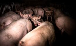 Lombardia: occorre limitare le grandi concentrazioni di animali allevati