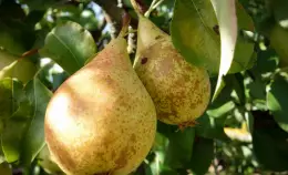 #Siamoallafrutta: cambia il calibro dell’ortofrutta <br> Ma al mercato piace?