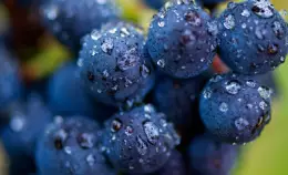 La crisi climatica ha messo in ginocchio il vino italiano