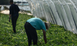 Amendolara: quando il lavoro agricolo uccide