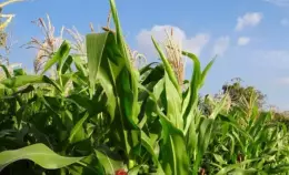 Ma quale crisi alimentare? E' solo un modo per fermare la transizione ecologica