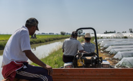 L’agricoltura nella morsa del caldo estremo, tra lavoratori da proteggere e coltivazioni da ripens