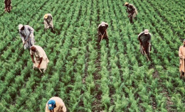 Matera: Strage di lavoratori agricoli indiani in un incidente mortale