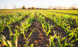 Ok dell’Europa ai nuovi OGM: decisione assurda a scapito di cittadini, agricoltori e ambiente