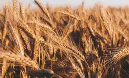 Domande, risposte e proposte su guerra in Ucraina e prezzo del cibo