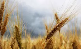 Guerra in Ucraina: ultima scossa di un terremoto che sta colpendo le filiere globali del cibo