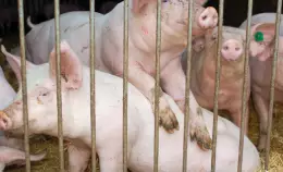 Allevamenti intensivi: la pdl di Terra!, Green Peace, WWF, Lipu e ISDE alla Camera