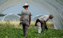 Cibo e sfruttamento. Made in Lombardia: approvata la prima mozione anti caporalato in regione