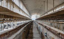 Superamento degli allevamenti intensivi, due anni dopo la proposta di legge le criticità rimangono