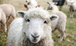 Vegani contro carnivori: perché lo scontro è una trappola (e chi ci guadagna)