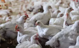 Sosteniamo la battaglia contro l'allevamento intensivo in Valmarecchia