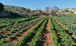 “L’accordo per la deregulation dei nuovi OGM va bocciato nelle aule”